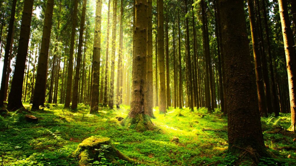 Suprafaţa pădurilor din România a crescut anul trecut cu 3.159 hectare
