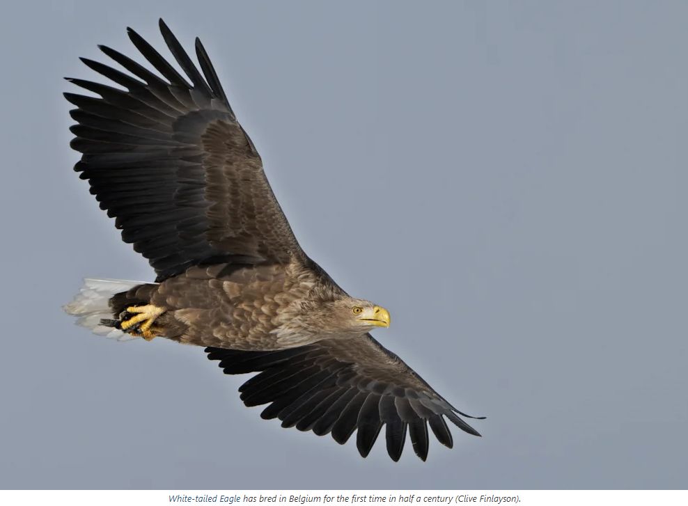 Vulturul codalb s-a reprodus în Belgia pentru prima oară în jumătate de secol