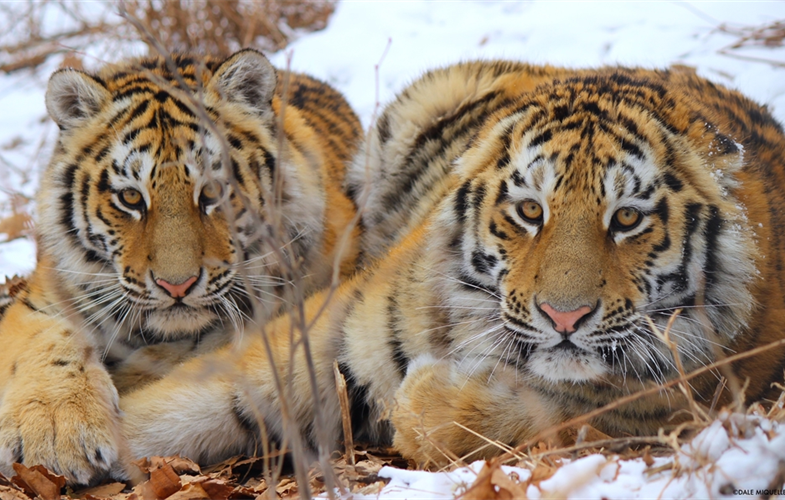 $1 miliard pentru protejarea tigrilor în următorii 10 ani