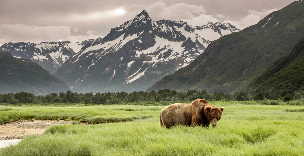 5,3 milioane de hectare din Alaska vor fi protejate prin lege